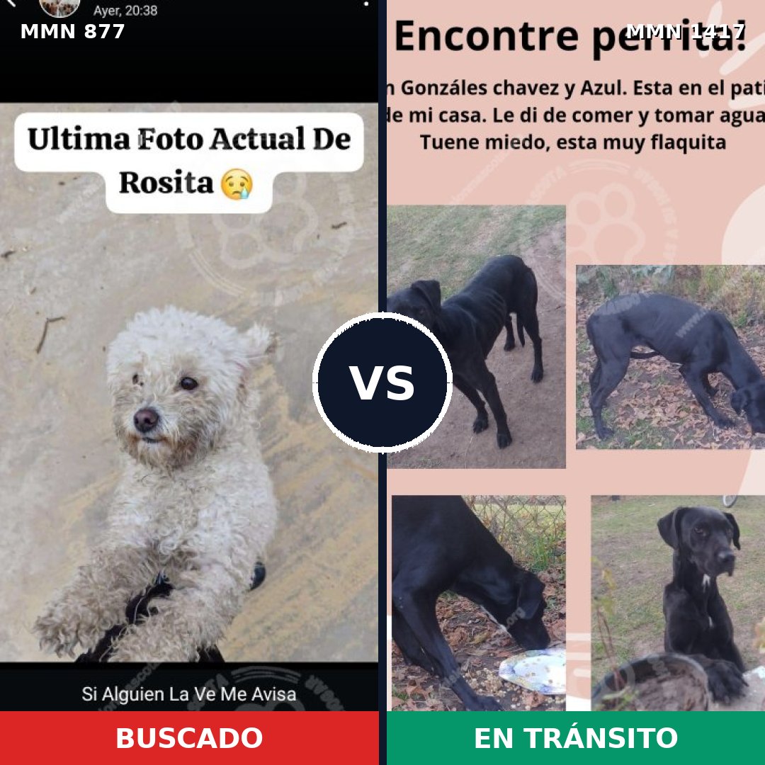 Comparativa MMS 24668: mascota perdida y mascota encontrada, 45% de similitud