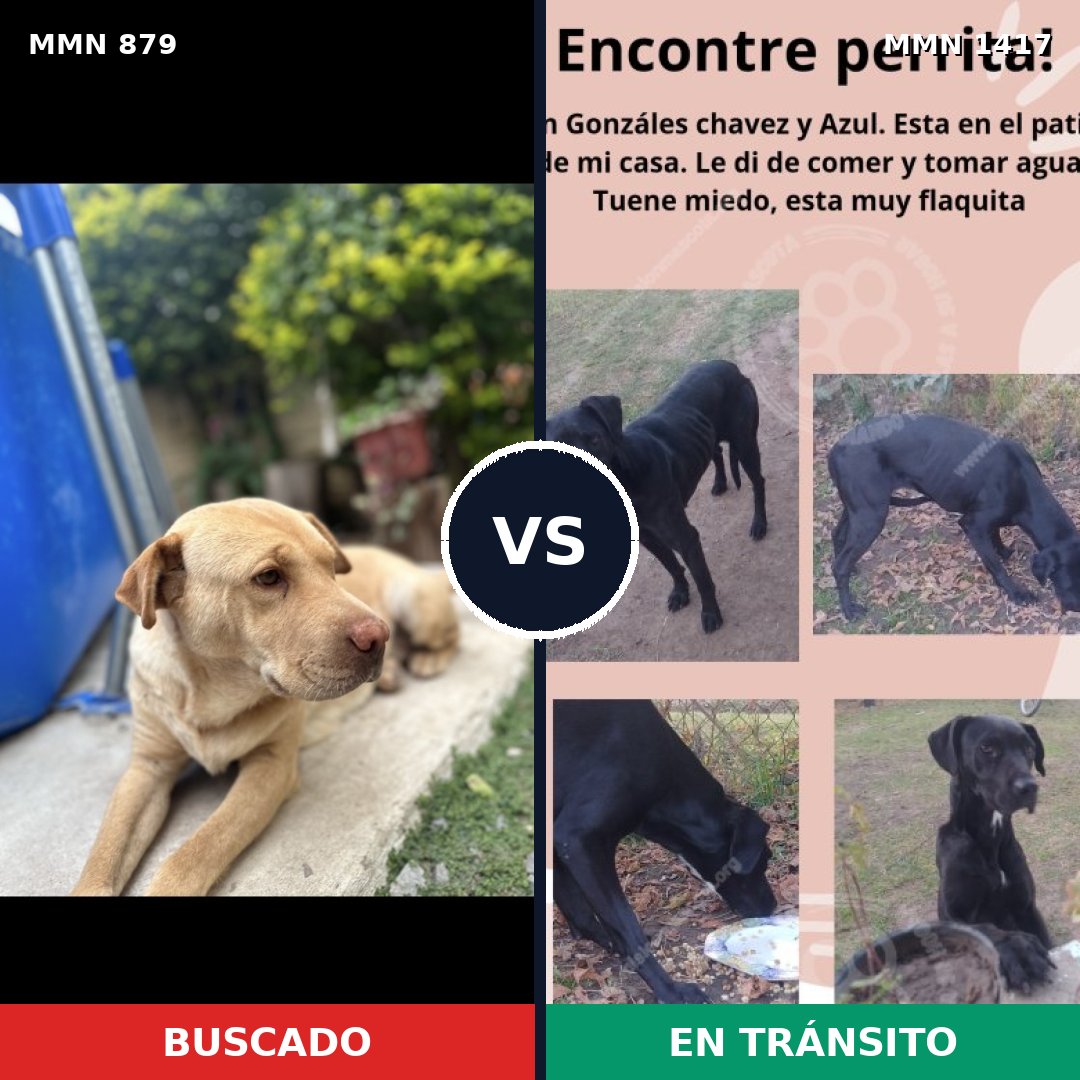 Comparativa MMS 24669: mascota perdida y mascota encontrada, 49% de similitud