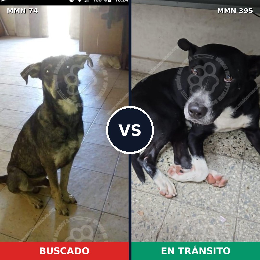 Comparativa MMS 2467: mascota perdida y mascota encontrada, 68% de similitud