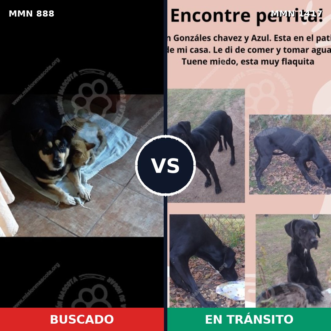 Comparativa MMS 24670: mascota perdida y mascota encontrada, 86% de similitud
