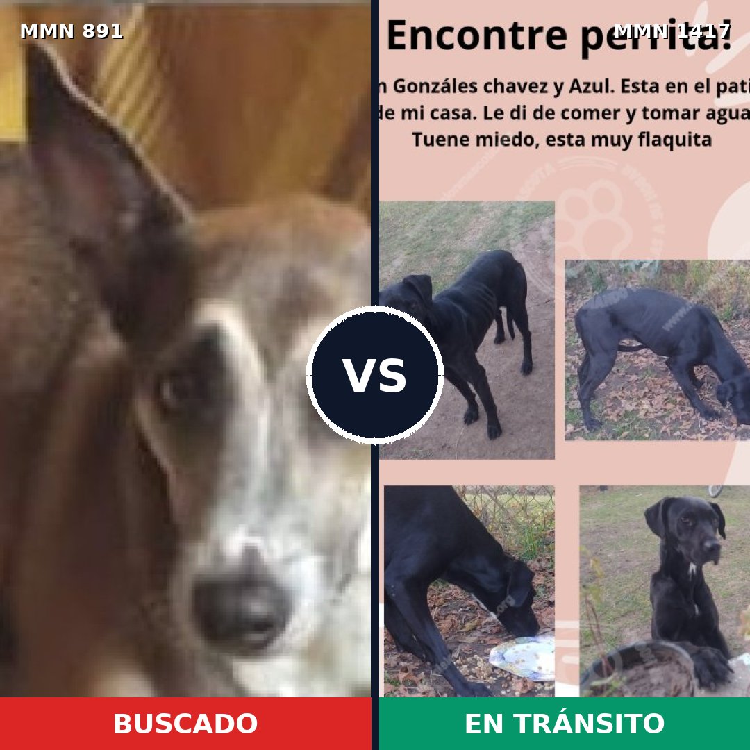 Comparativa MMS 24671: mascota perdida y mascota encontrada, 68% de similitud