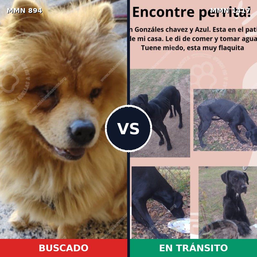 Comparativa MMS 24672: mascota perdida y mascota encontrada, 51% de similitud