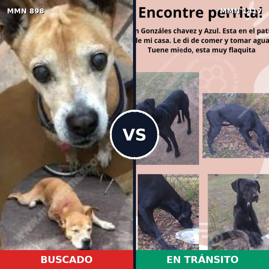 Comparativa MMS 24674: mascota perdida y mascota encontrada, 45% de similitud