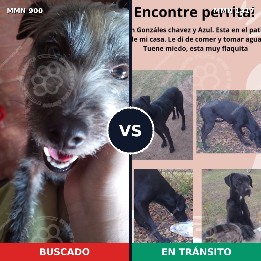 Comparativa MMS 24675: mascota perdida y mascota encontrada, 43% de similitud