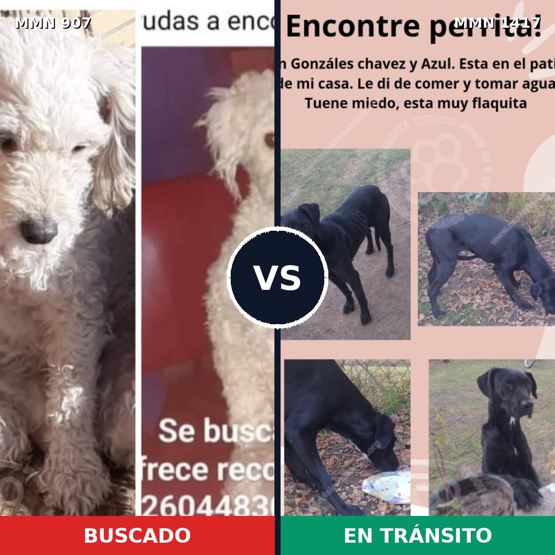 Comparativa MMS 24676: mascota perdida y mascota encontrada, 39% de similitud