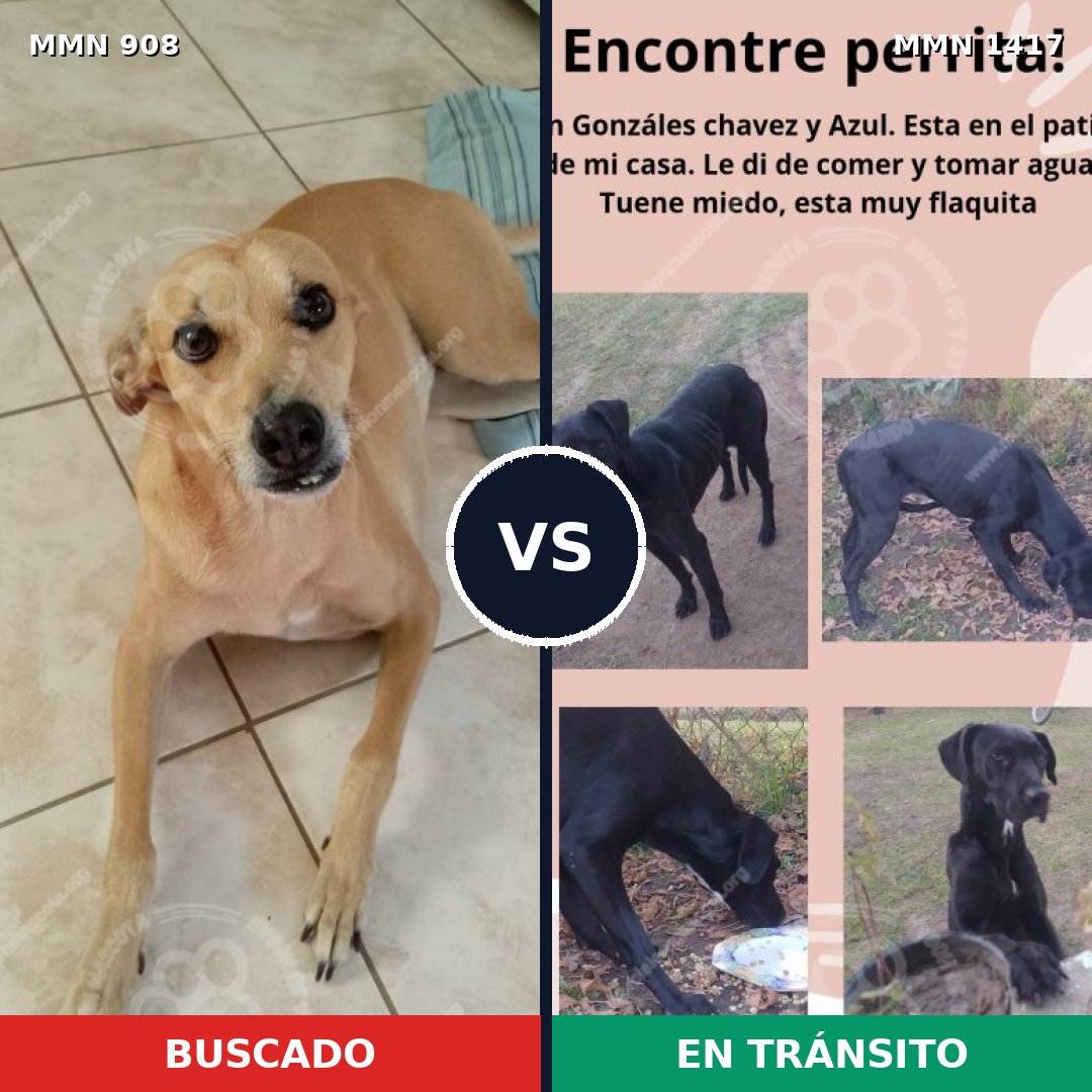 Comparativa MMS 24677: mascota perdida y mascota encontrada, 39% de similitud