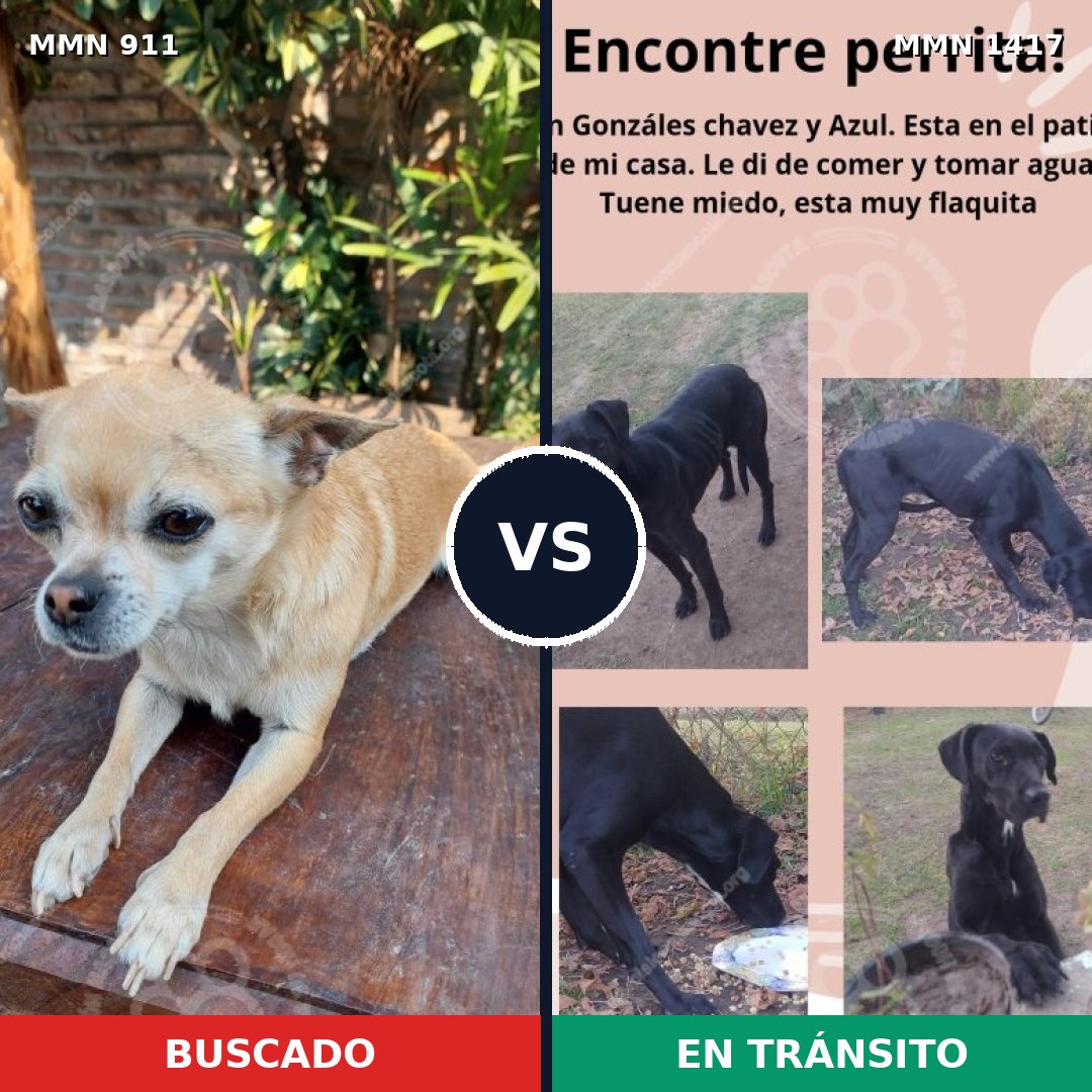 Comparativa MMS 24678: mascota perdida y mascota encontrada, 41% de similitud