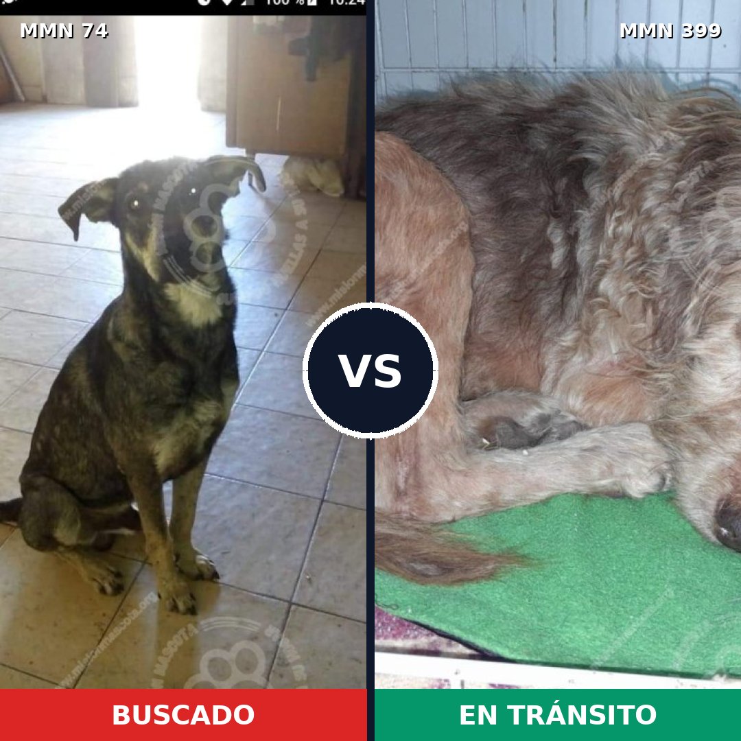 Comparativa MMS 2468: mascota perdida y mascota encontrada, 68% de similitud