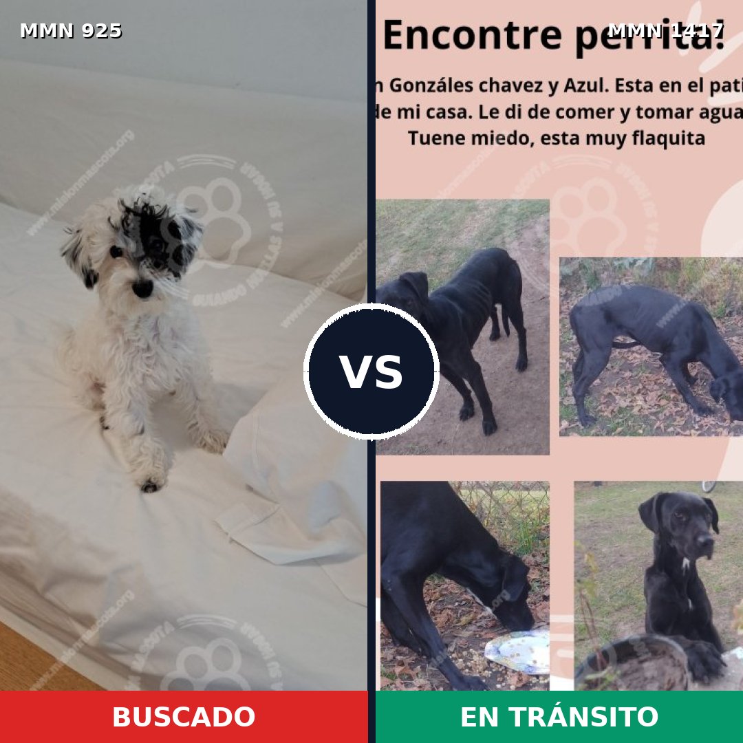 Comparativa MMS 24680: mascota perdida y mascota encontrada, 51% de similitud