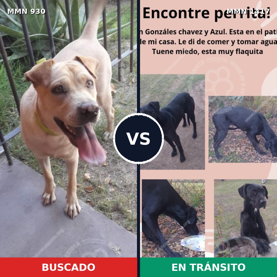 Comparativa MMS 24681: mascota perdida y mascota encontrada, 30% de similitud