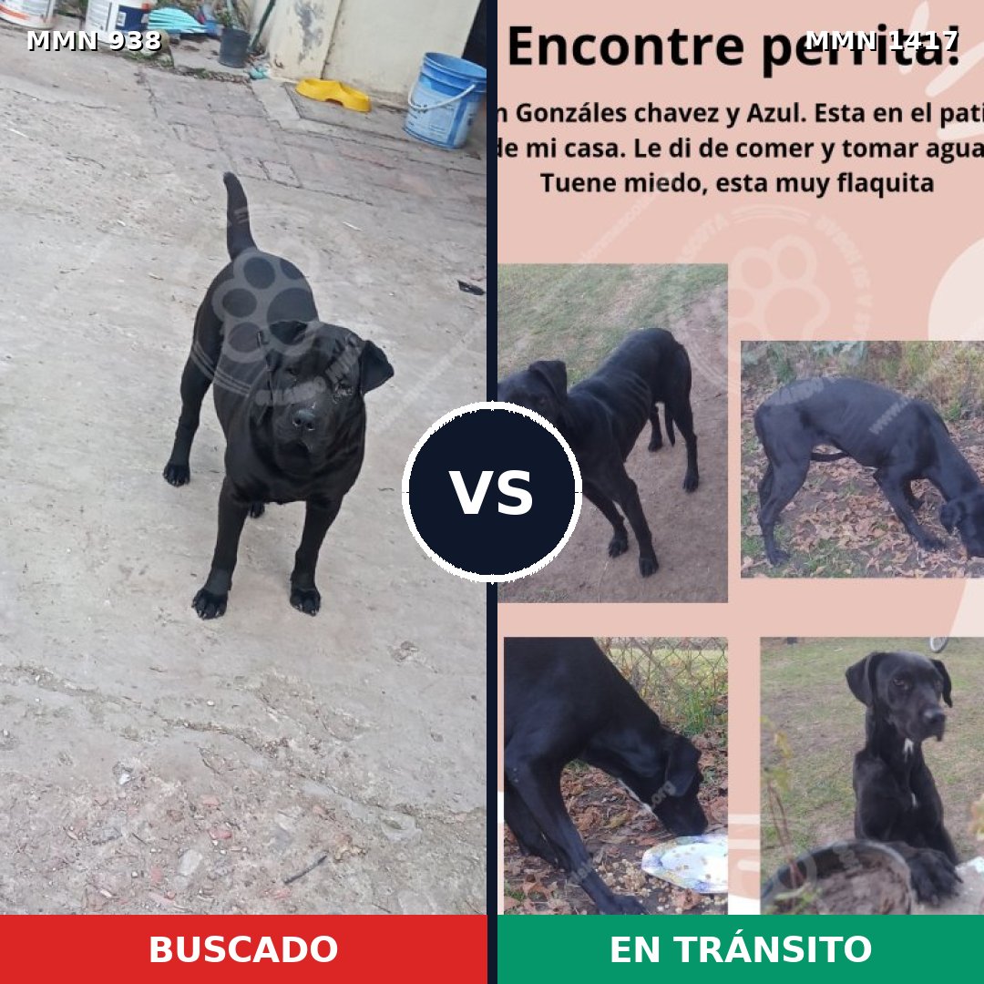 Comparativa MMS 24682: mascota perdida y mascota encontrada, 66% de similitud