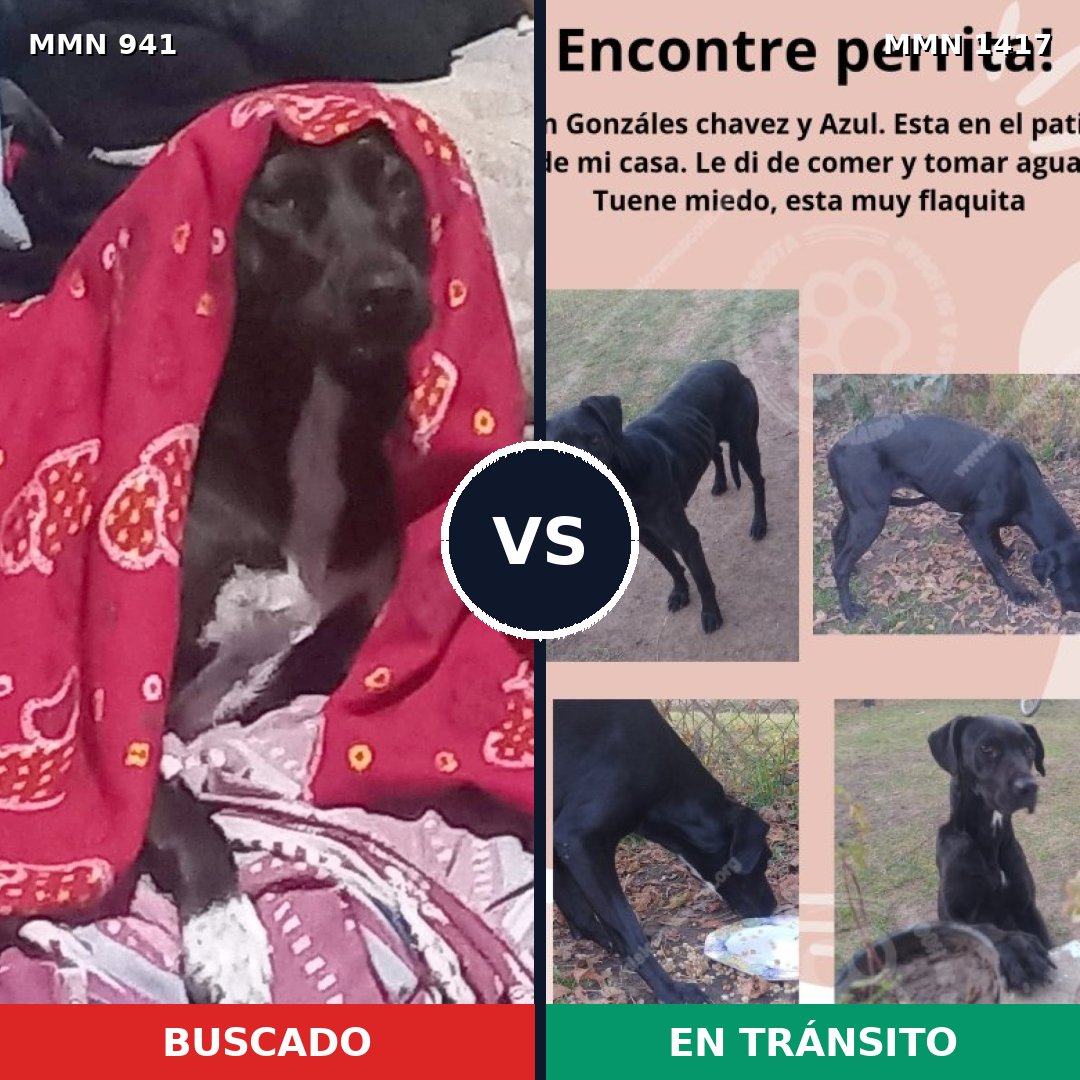 Comparativa MMS 24683: mascota perdida y mascota encontrada, 78% de similitud