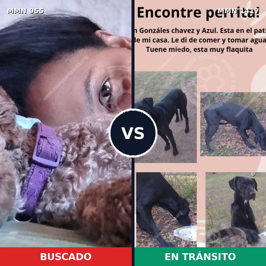 Comparativa MMS 24687: mascota perdida y mascota encontrada, 37% de similitud