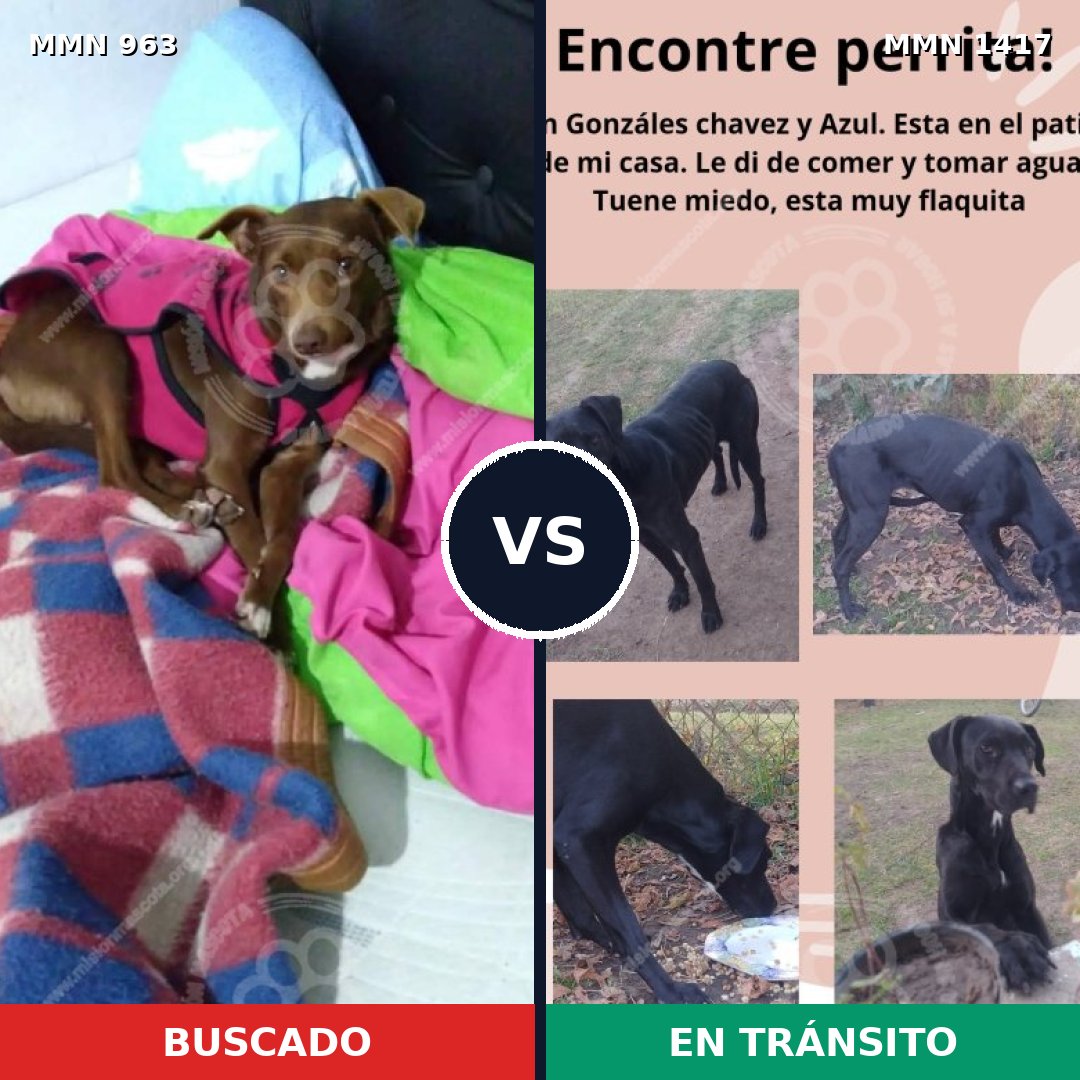 Comparativa MMS 24688: mascota perdida y mascota encontrada, 81% de similitud