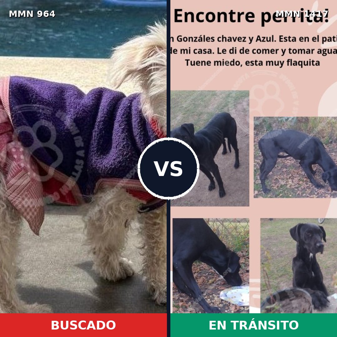 Comparativa MMS 24689: mascota perdida y mascota encontrada, 47% de similitud