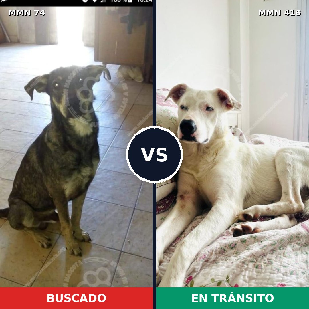 Comparativa MMS 2469: mascota perdida y mascota encontrada, 74% de similitud
