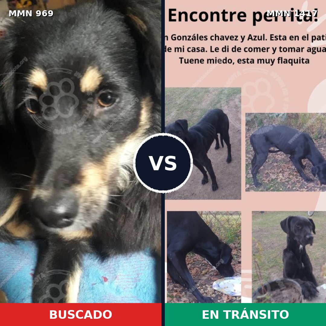 Comparativa MMS 24691: mascota perdida y mascota encontrada, 86% de similitud