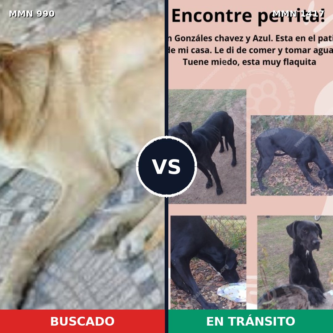 Comparativa MMS 24694: mascota perdida y mascota encontrada, 81% de similitud