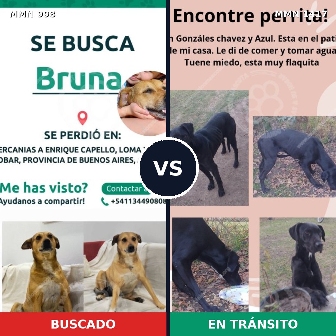 Comparativa MMS 24695: mascota perdida y mascota encontrada, 55% de similitud