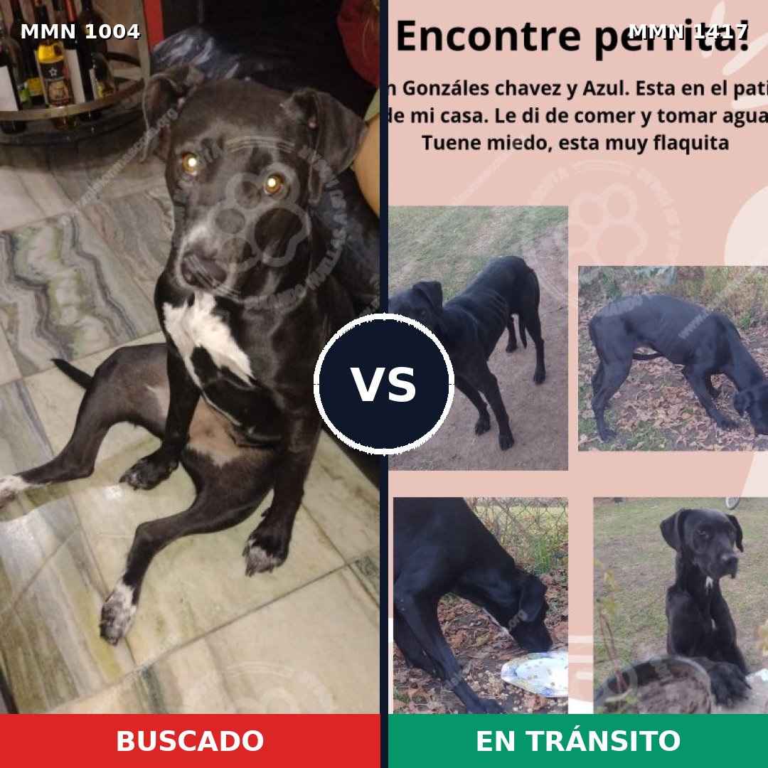 Comparativa MMS 24696: mascota perdida y mascota encontrada, 87% de similitud