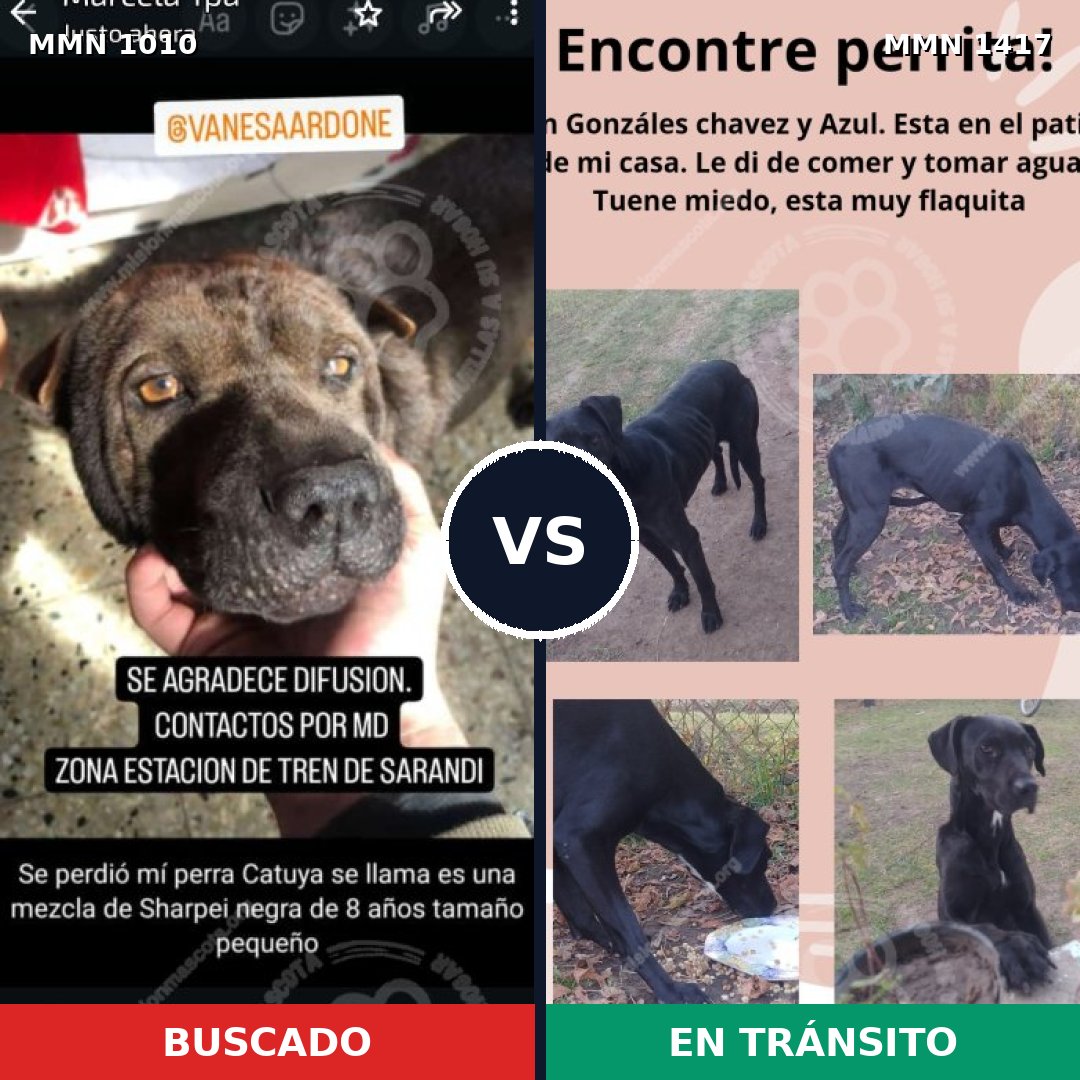 Comparativa MMS 24697: mascota perdida y mascota encontrada, 58% de similitud