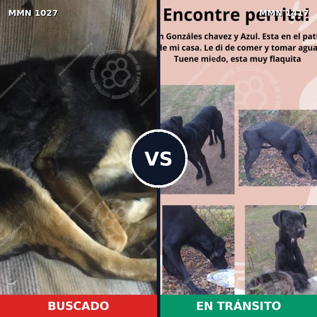 Comparativa MMS 24699: mascota perdida y mascota encontrada, 74% de similitud