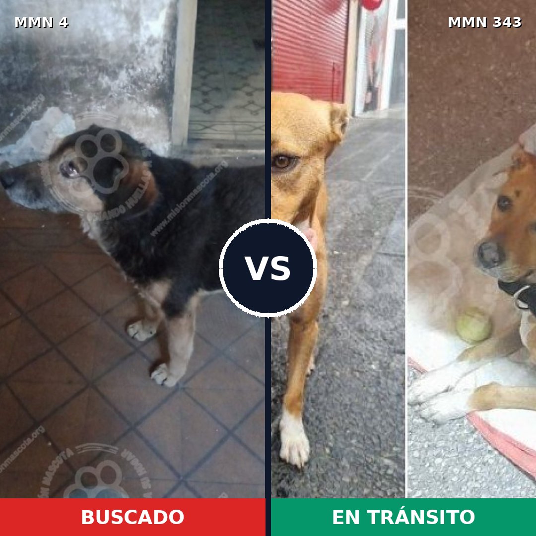 Comparativa MMS 247: mascota perdida y mascota encontrada, 70% de similitud