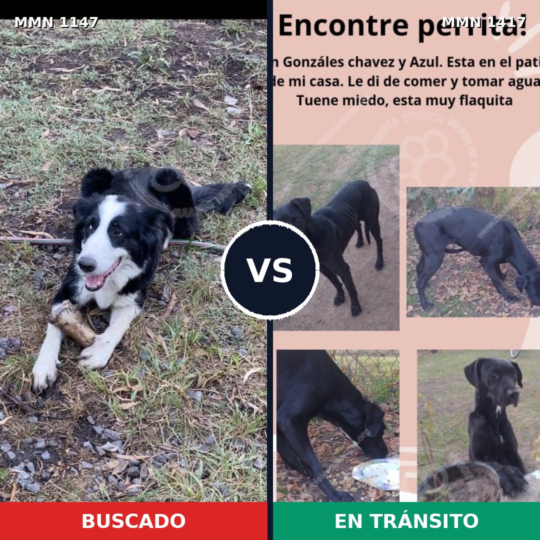 Comparativa MMS 24700: mascota perdida y mascota encontrada, 52% de similitud