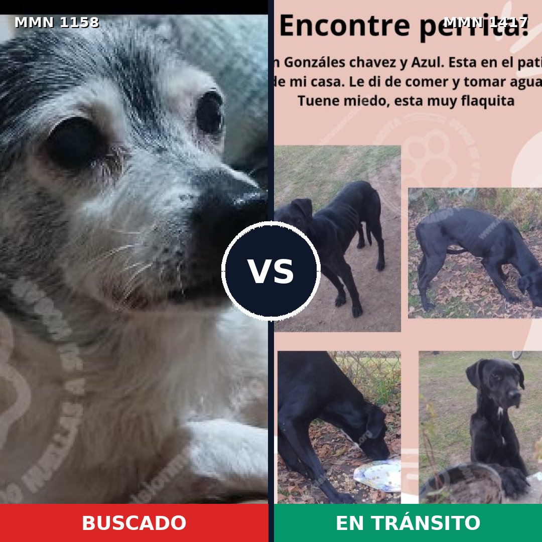 Comparativa MMS 24701: mascota perdida y mascota encontrada, 47% de similitud