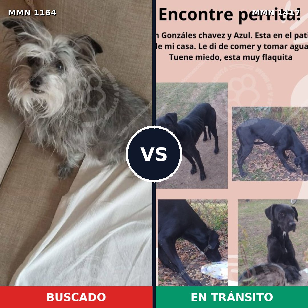 Comparativa MMS 24703: mascota perdida y mascota encontrada, 59% de similitud