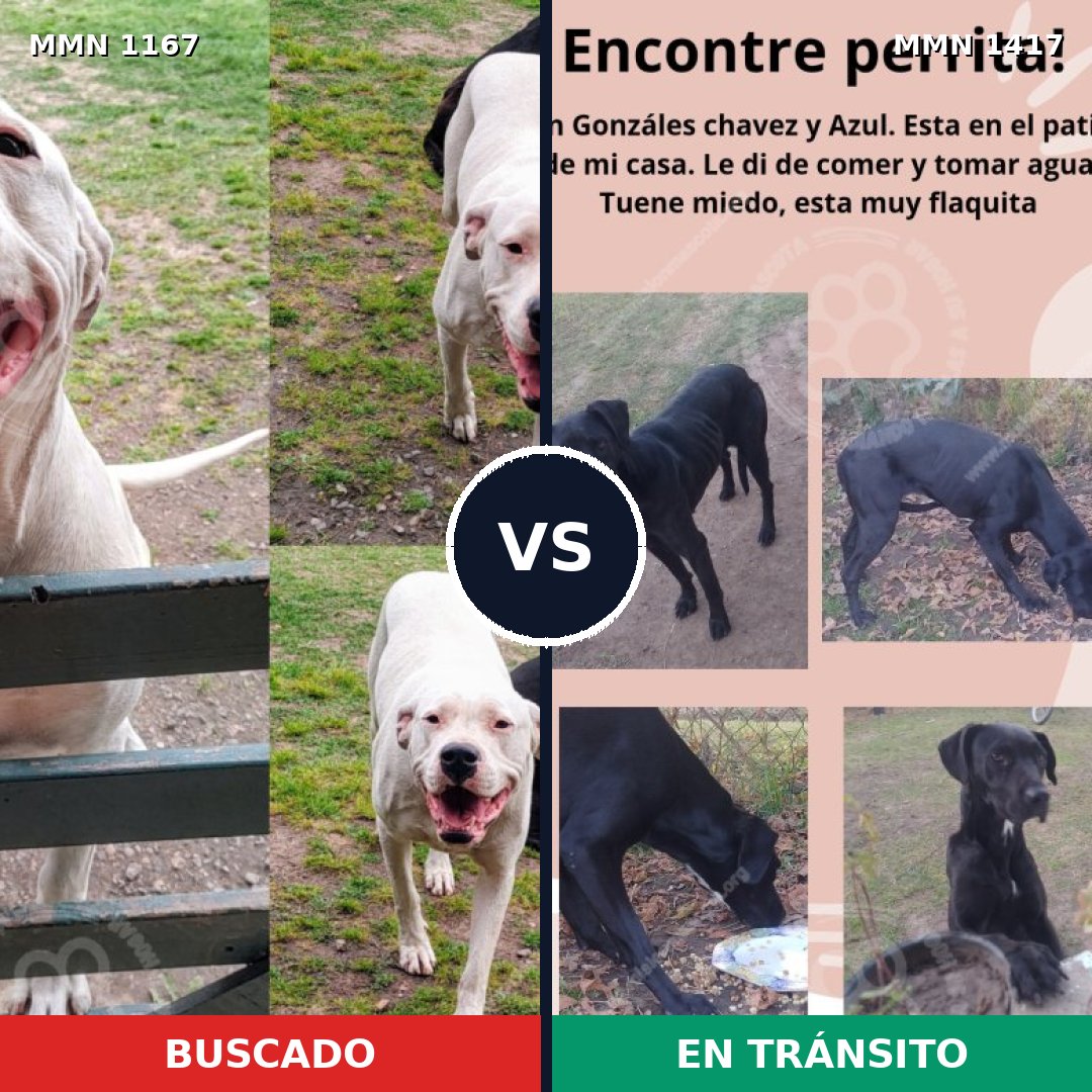 Comparativa MMS 24705: mascota perdida y mascota encontrada, 48% de similitud