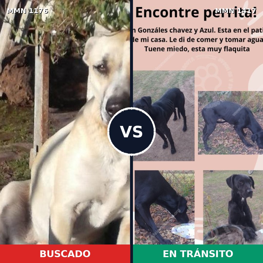 Comparativa MMS 24706: mascota perdida y mascota encontrada, 75% de similitud