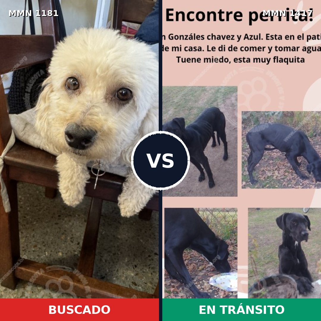Comparativa MMS 24707: mascota perdida y mascota encontrada, 32% de similitud