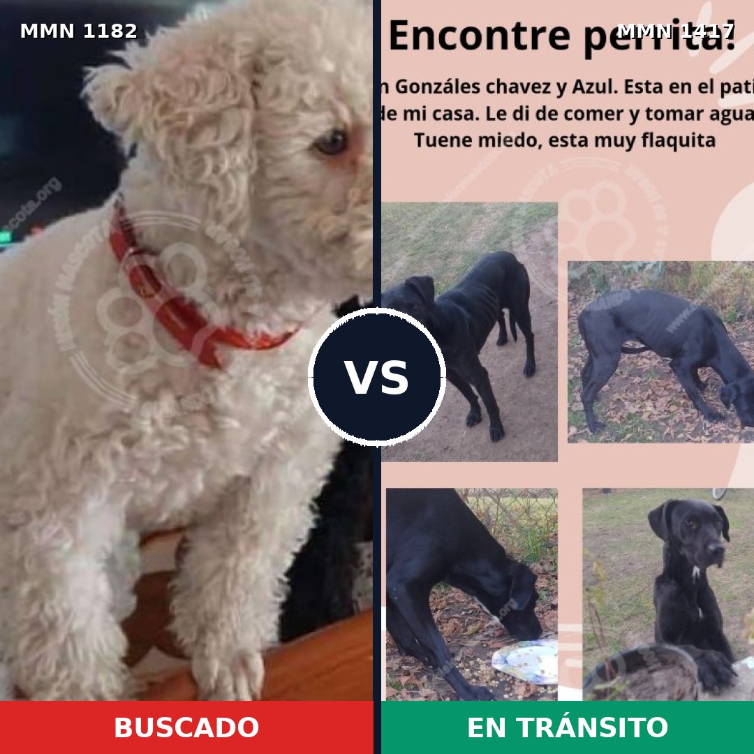 Comparativa MMS 24708: mascota perdida y mascota encontrada, 48% de similitud