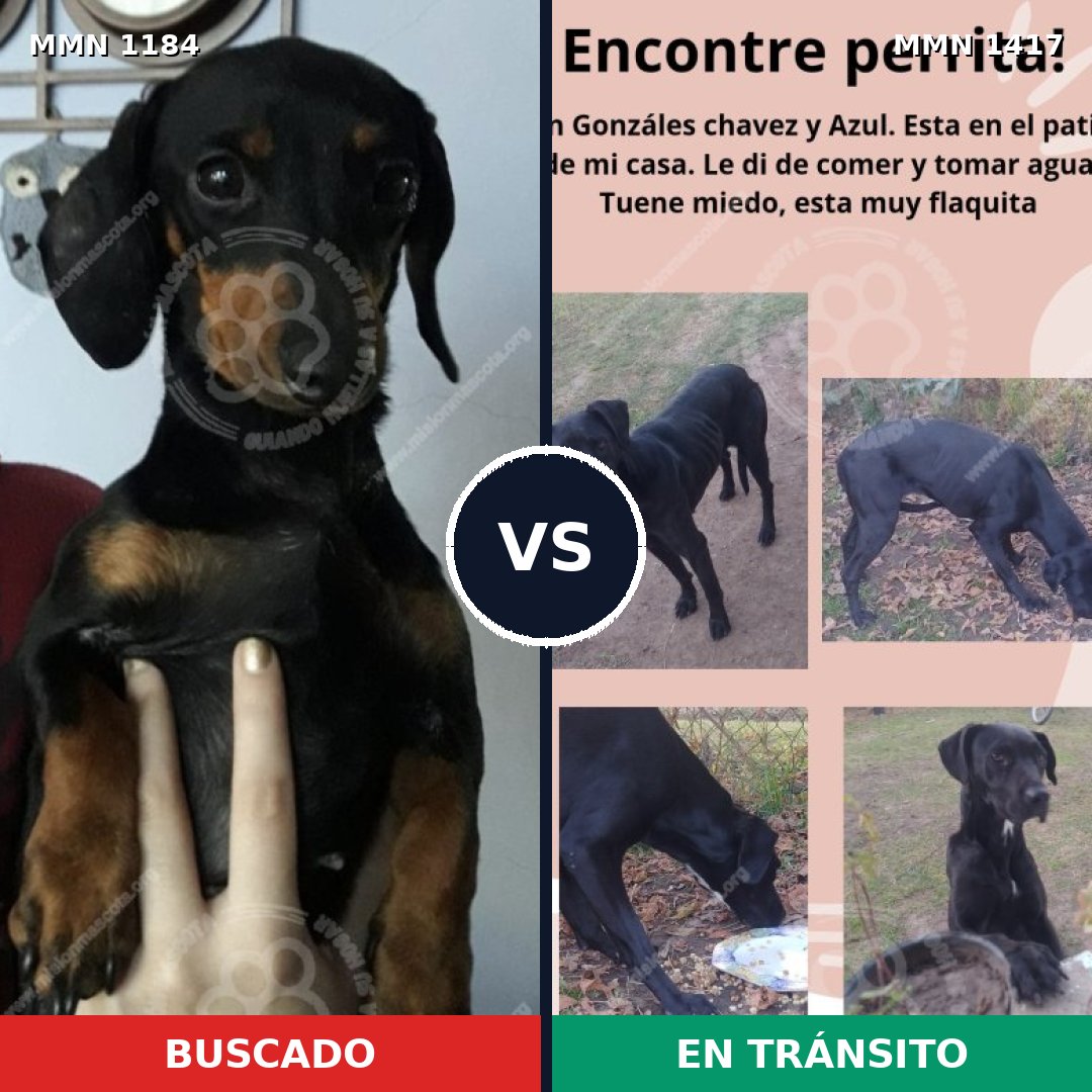 Comparativa MMS 24709: mascota perdida y mascota encontrada, 52% de similitud