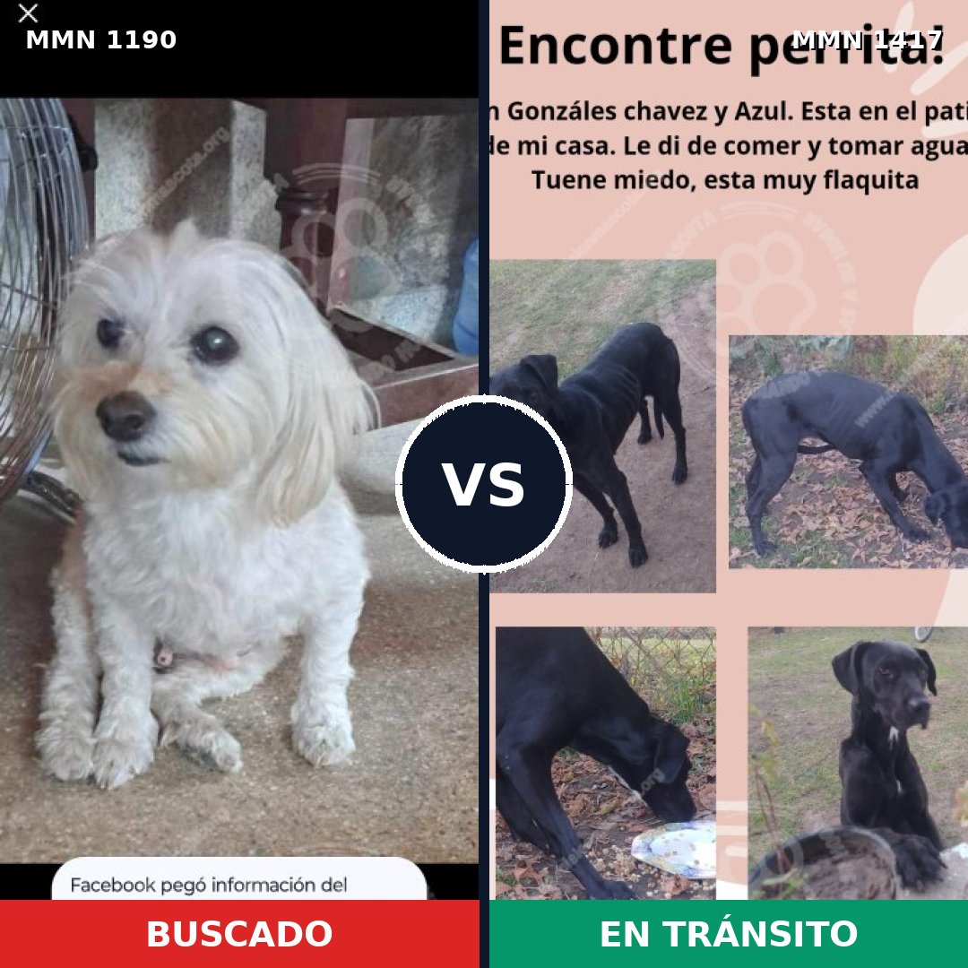 Comparativa MMS 24711: mascota perdida y mascota encontrada, 44% de similitud