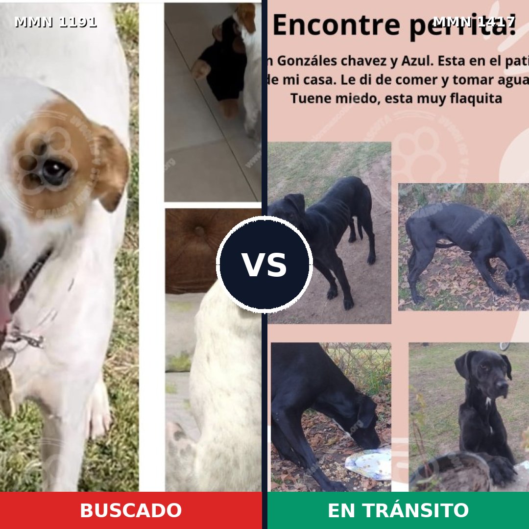 Comparativa MMS 24712: mascota perdida y mascota encontrada, 66% de similitud