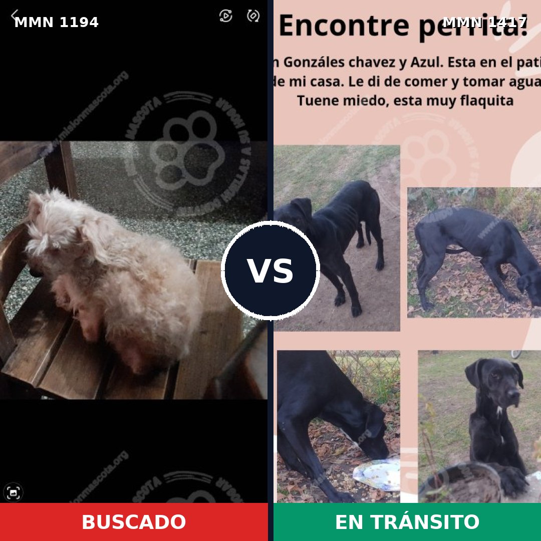 Comparativa MMS 24713: mascota perdida y mascota encontrada, 41% de similitud