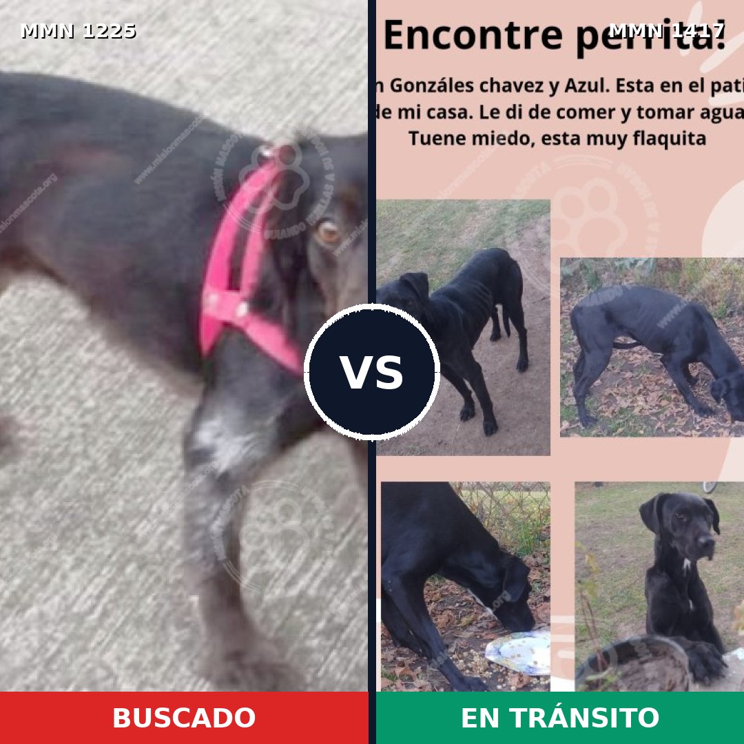 Comparativa MMS 24717: mascota perdida y mascota encontrada, 76% de similitud