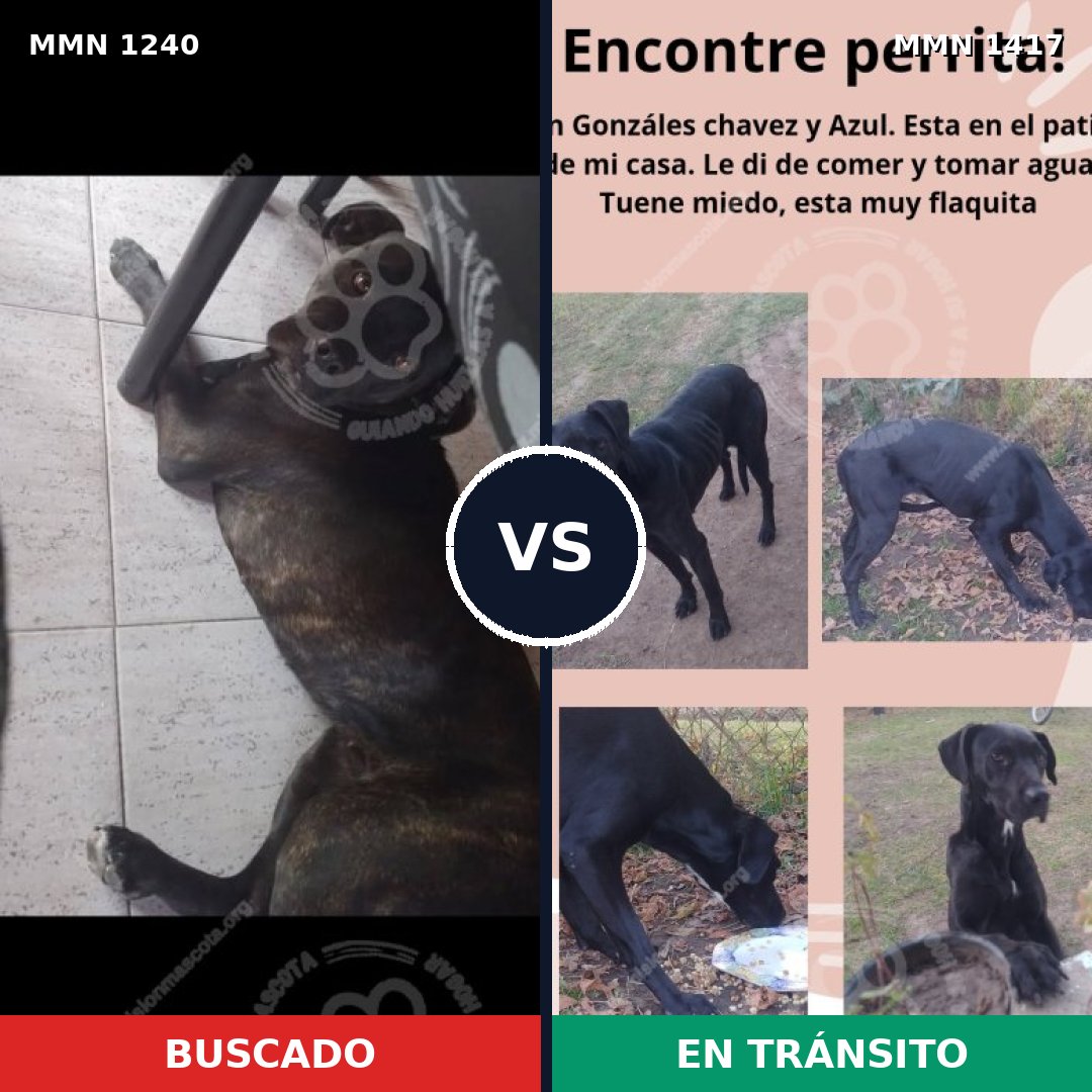 Comparativa MMS 24718: mascota perdida y mascota encontrada, 88% de similitud