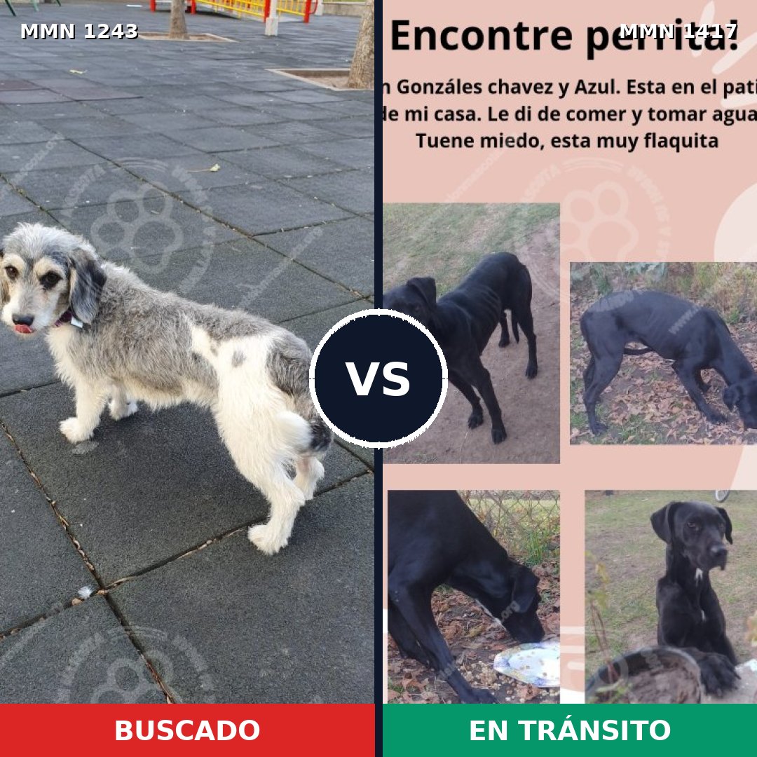 Comparativa MMS 24719: mascota perdida y mascota encontrada, 57% de similitud