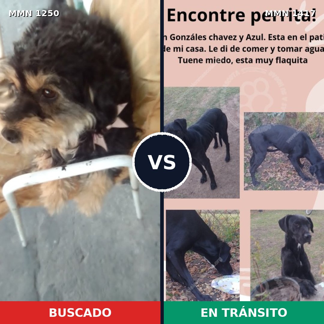Comparativa MMS 24720: mascota perdida y mascota encontrada, 61% de similitud