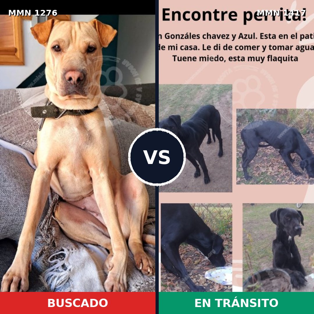 Comparativa MMS 24723: mascota perdida y mascota encontrada, 63% de similitud