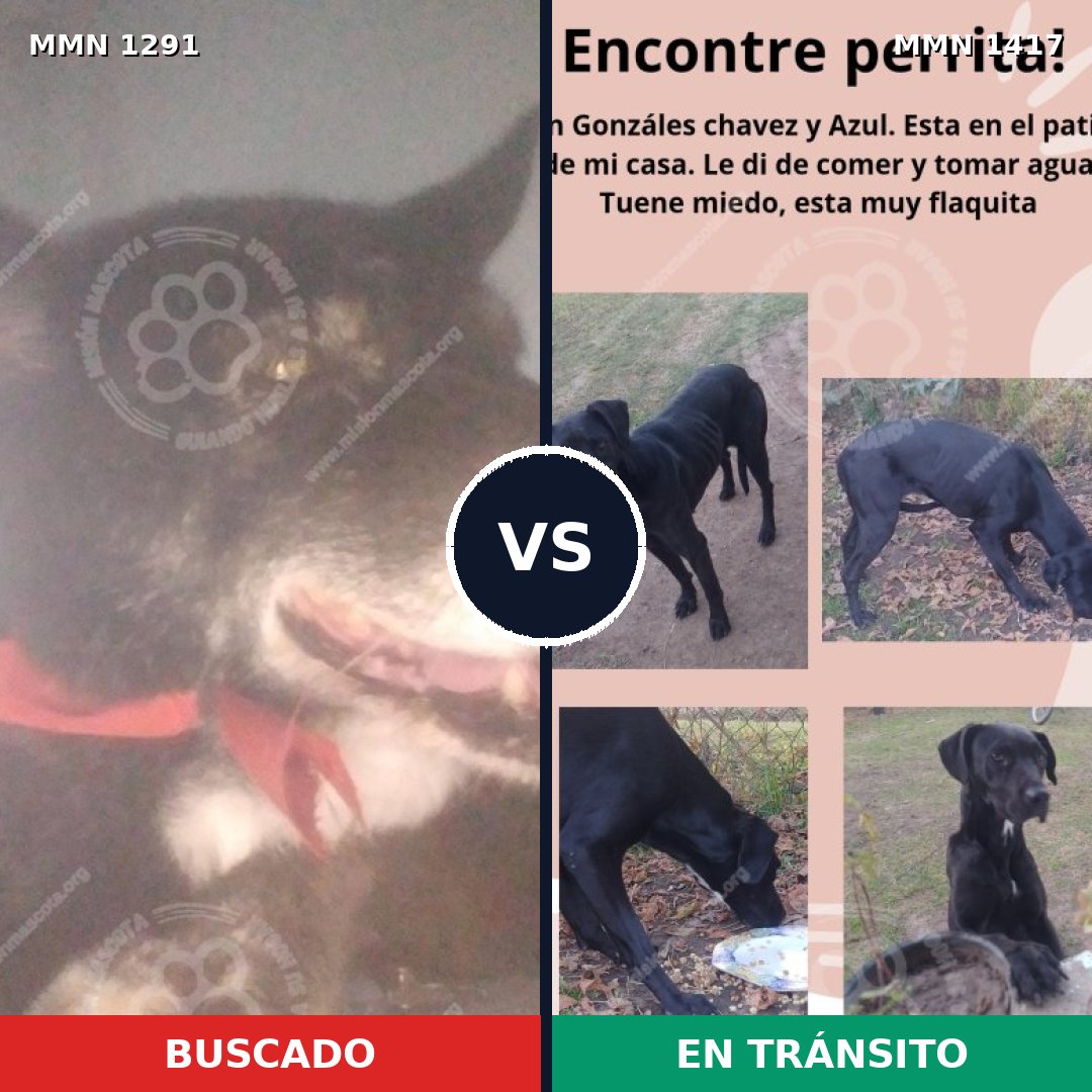 Comparativa MMS 24724: mascota perdida y mascota encontrada, 76% de similitud
