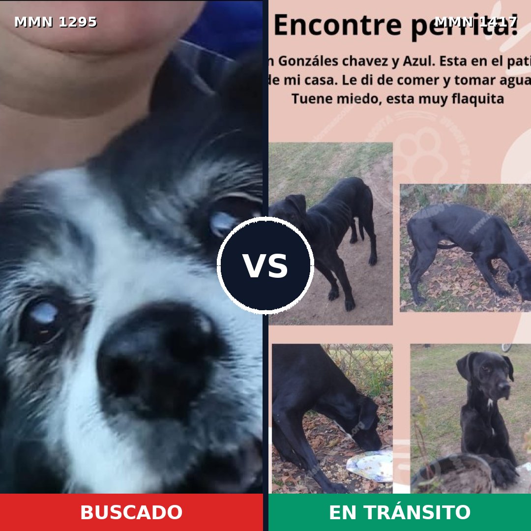 Comparativa MMS 24725: mascota perdida y mascota encontrada, 85% de similitud