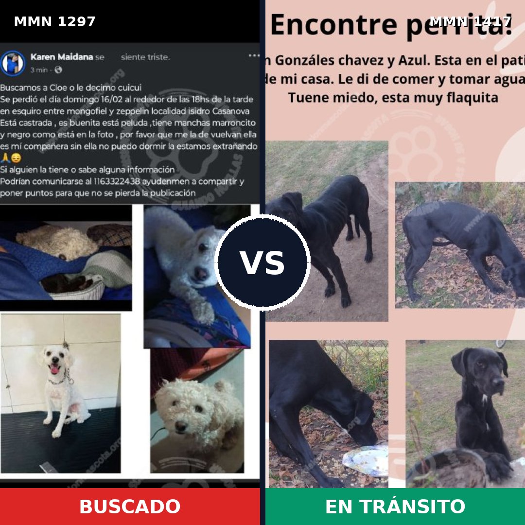 Comparativa MMS 24726: mascota perdida y mascota encontrada, 52% de similitud