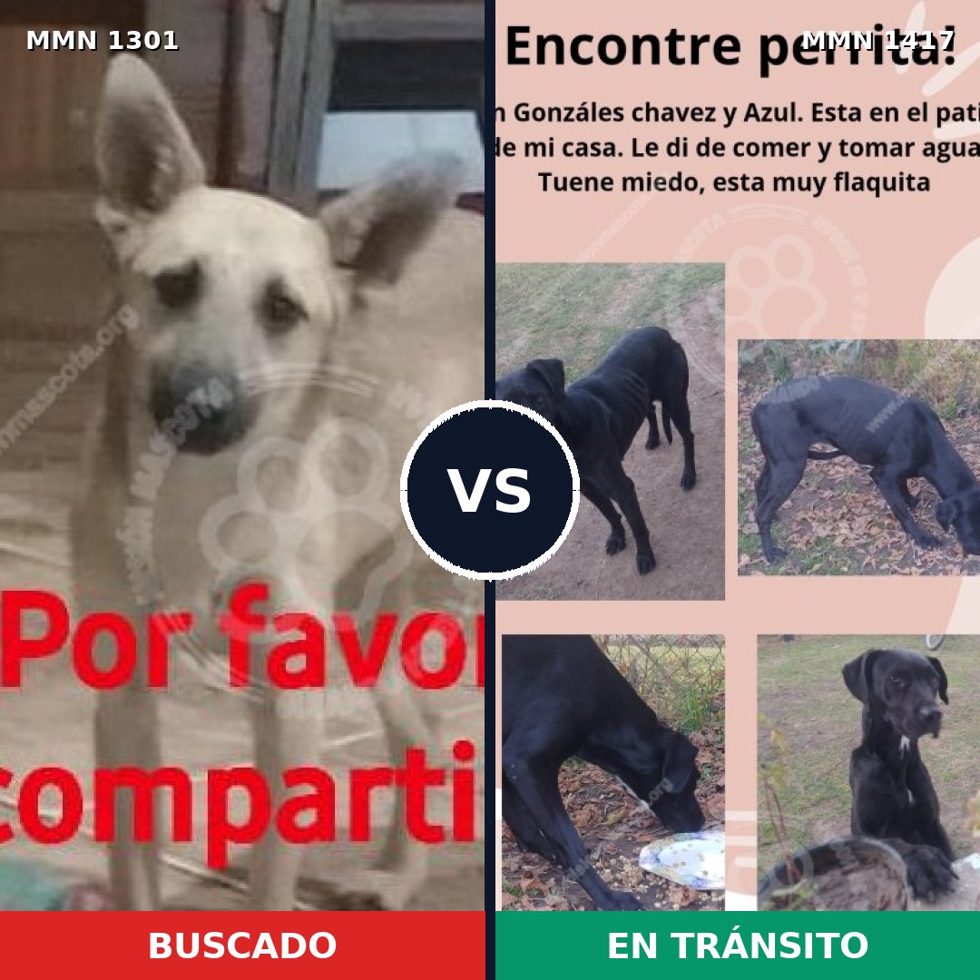 Comparativa MMS 24727: mascota perdida y mascota encontrada, 82% de similitud