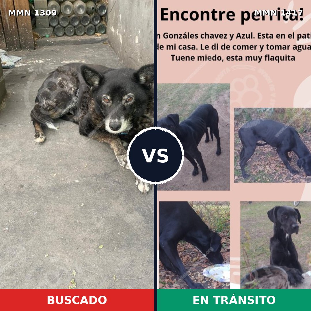 Comparativa MMS 24729: mascota perdida y mascota encontrada, 84% de similitud