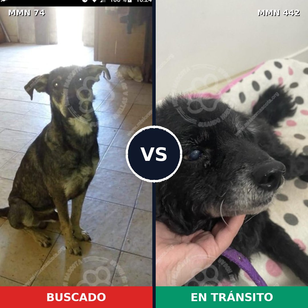 Comparativa MMS 2473: mascota perdida y mascota encontrada, 69% de similitud