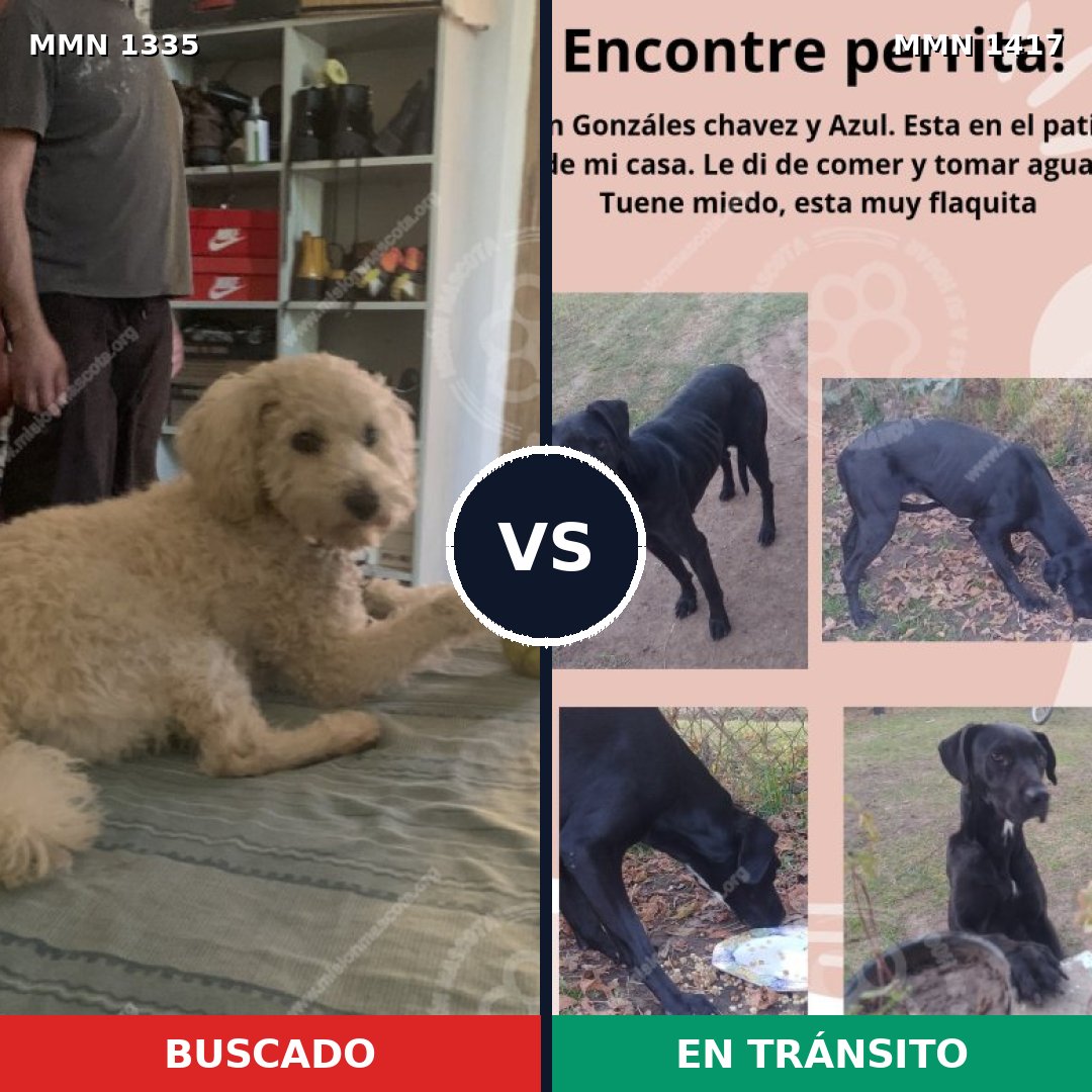 Comparativa MMS 24730: mascota perdida y mascota encontrada, 30% de similitud